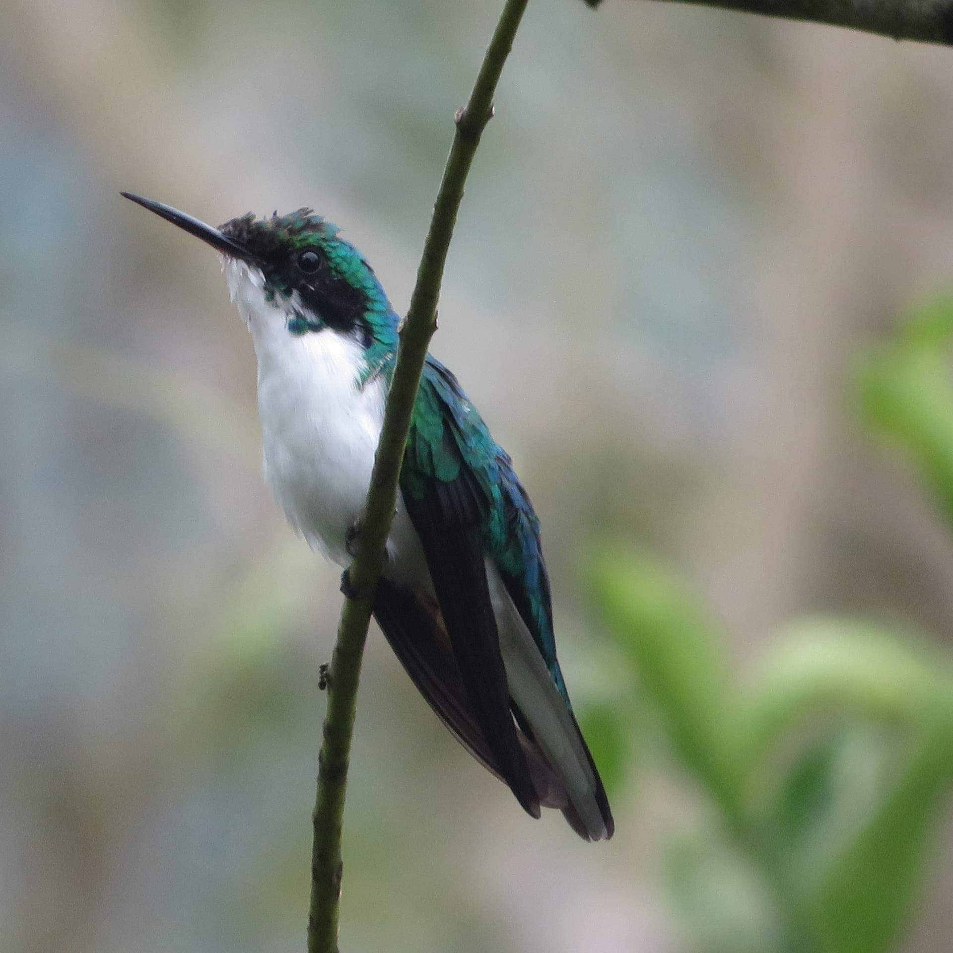 Naturaleza y Fauna