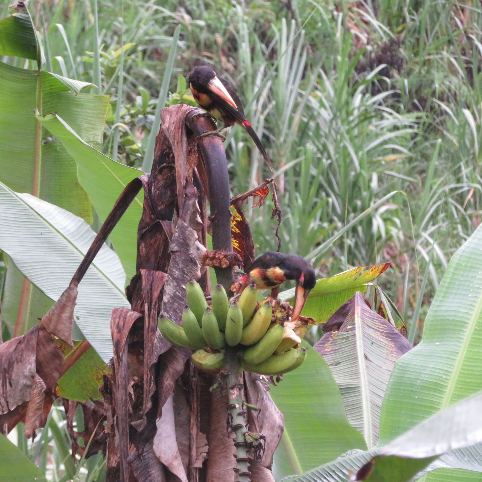 Naturaleza y Fauna