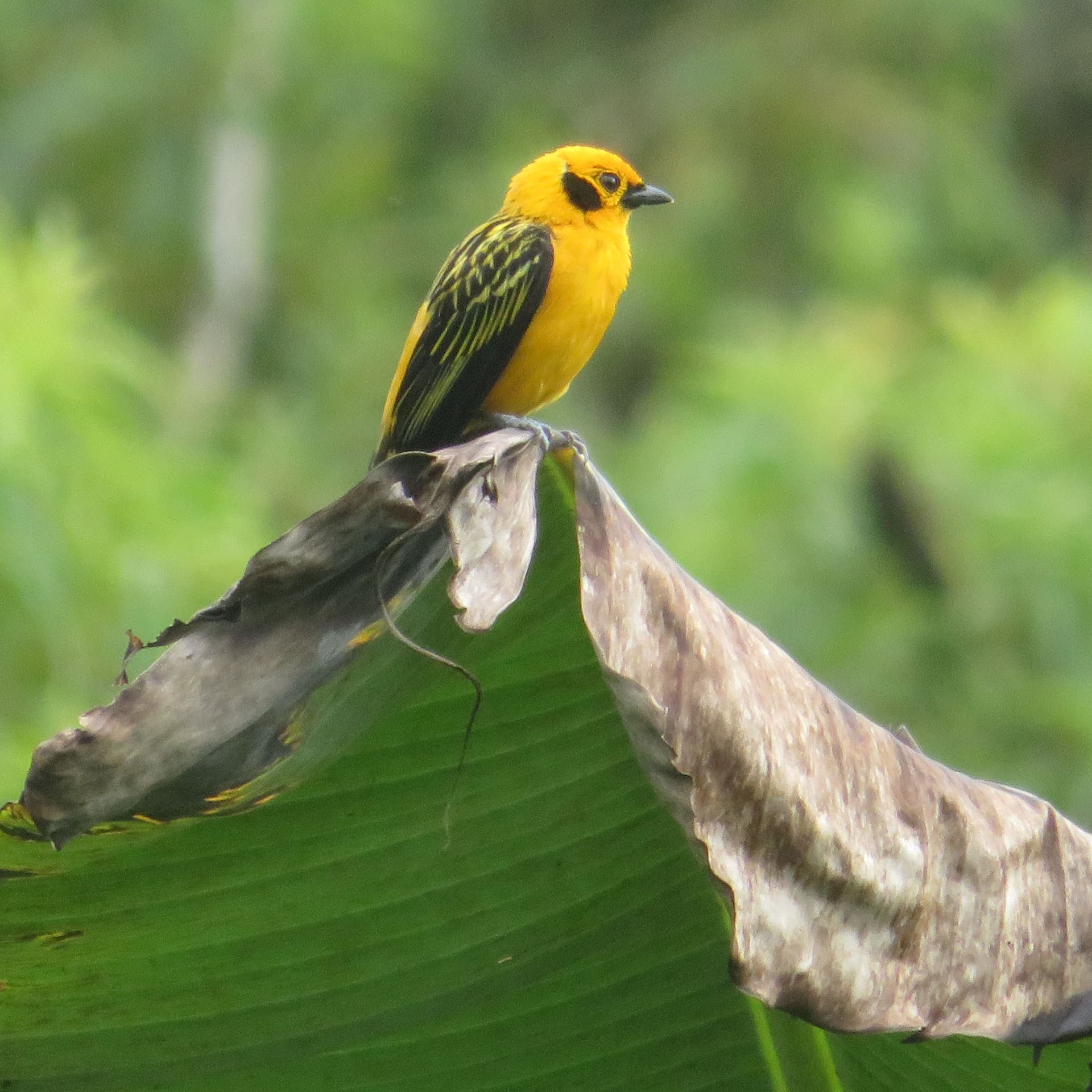 Aves