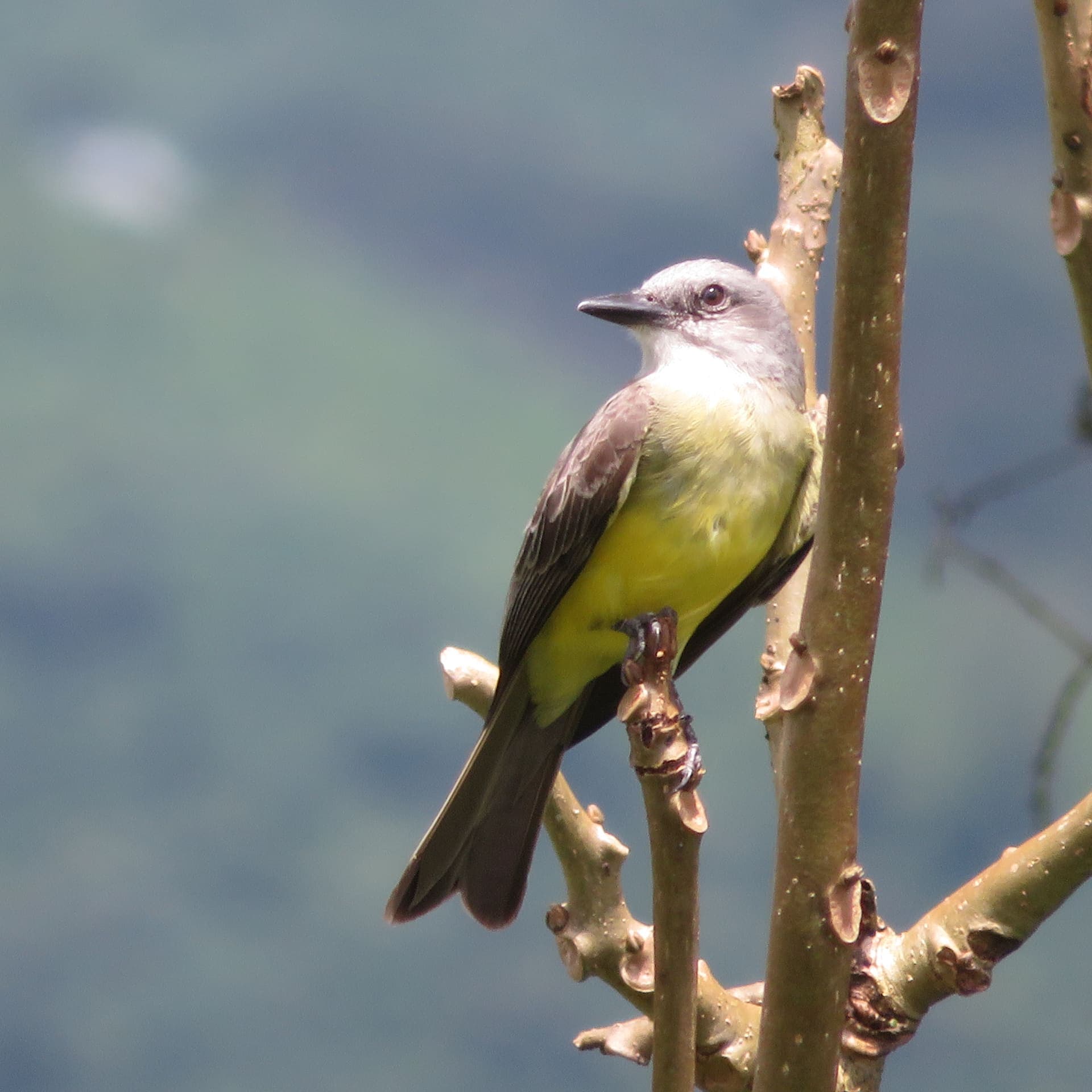 Aves