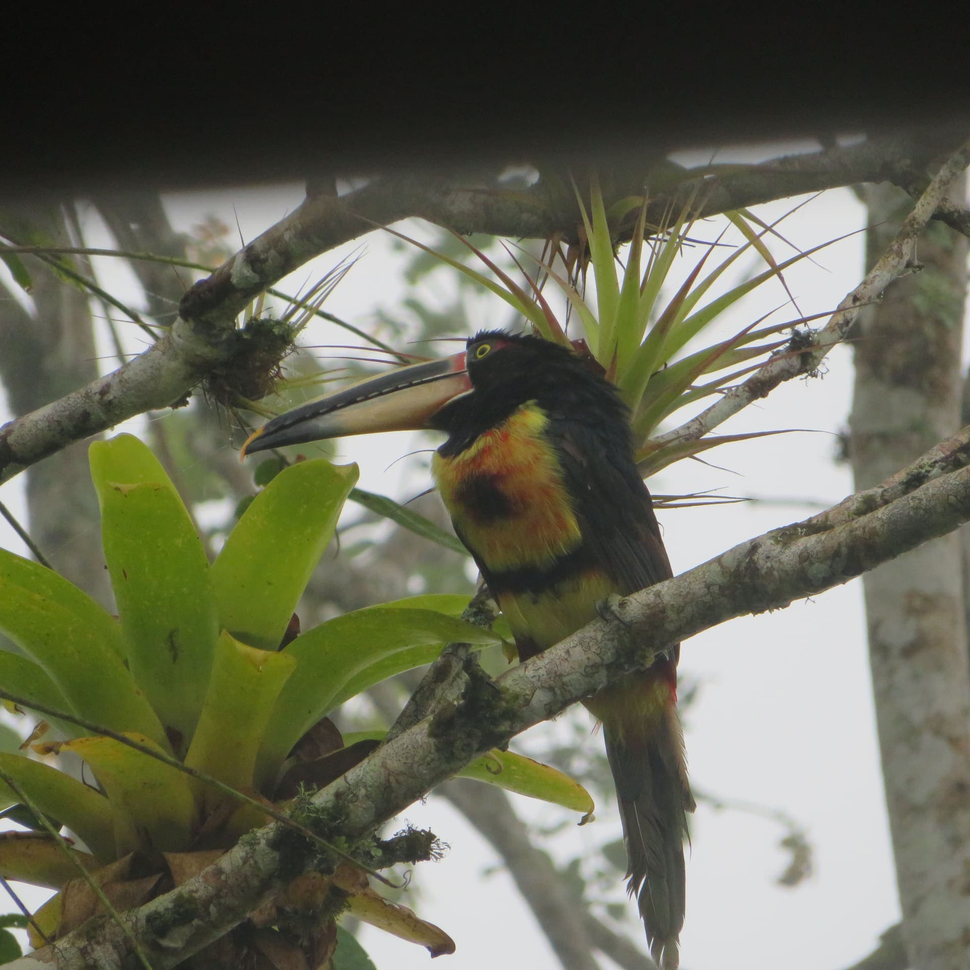 Aves