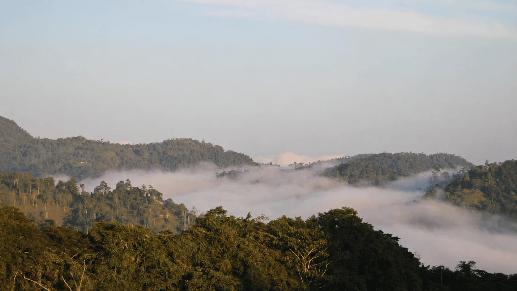 Nebelwald der Finca Morgenbrise