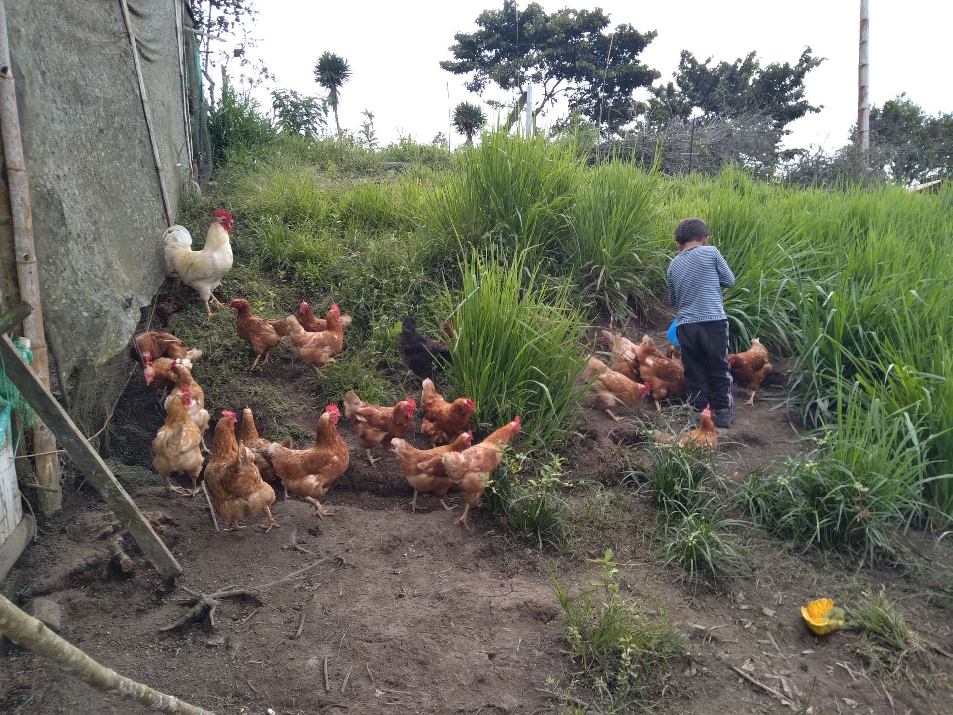 Gallinas