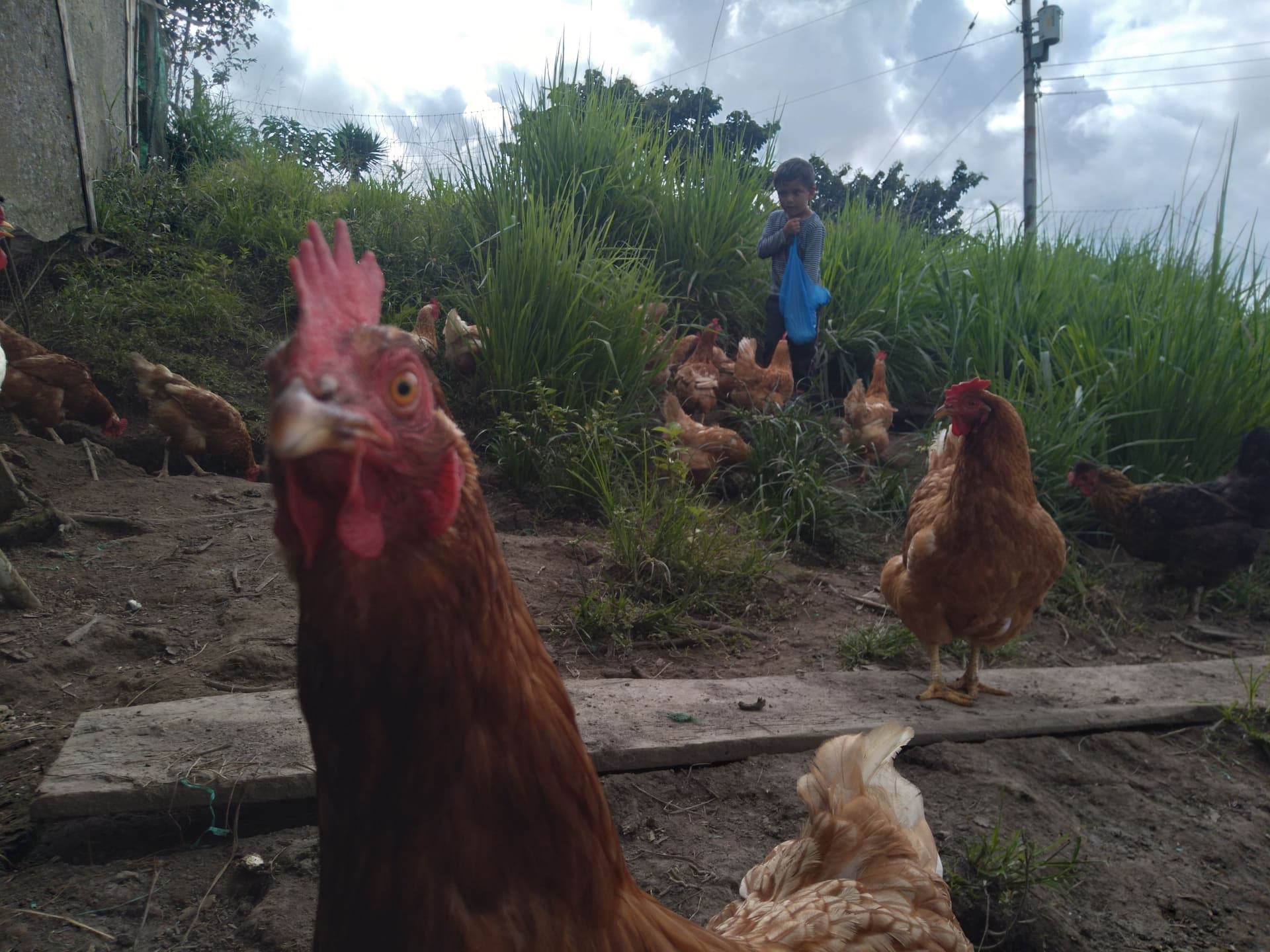 Gallinas