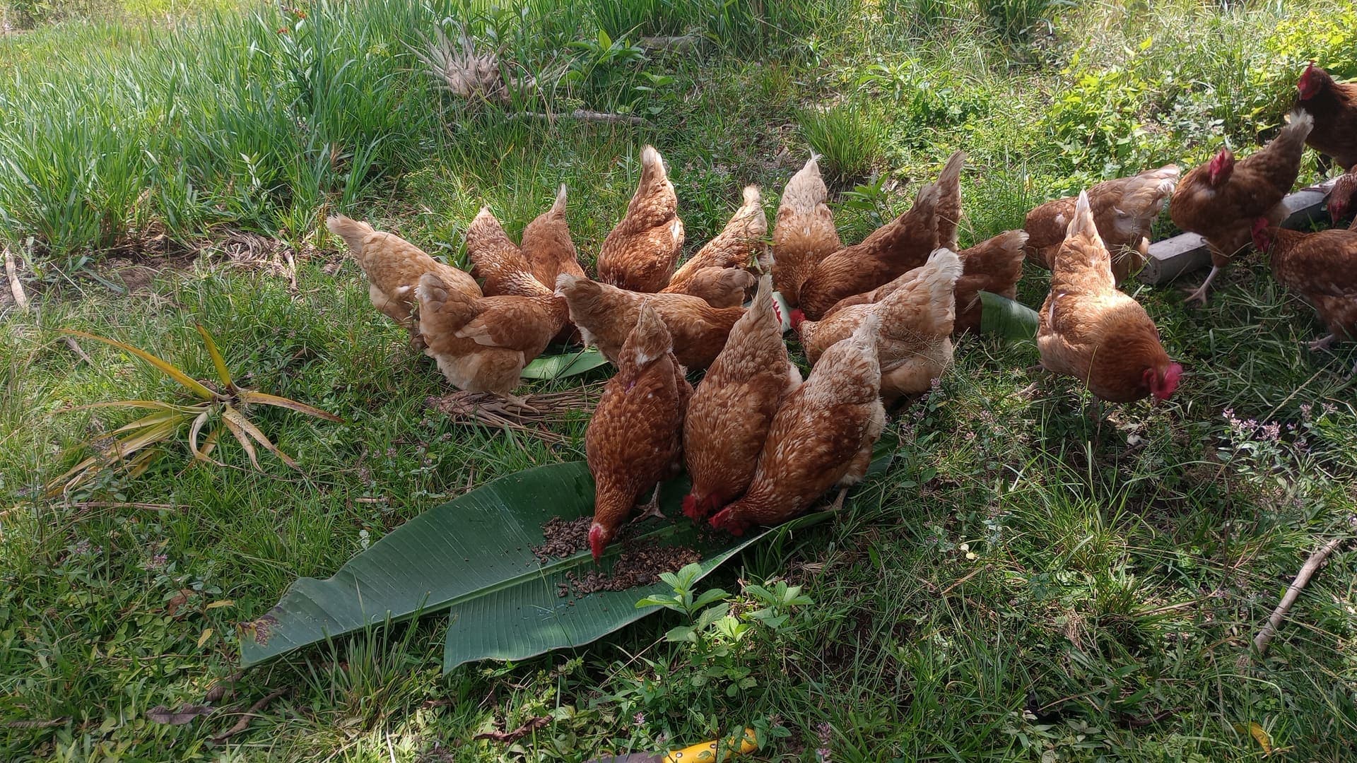 Gallinas
