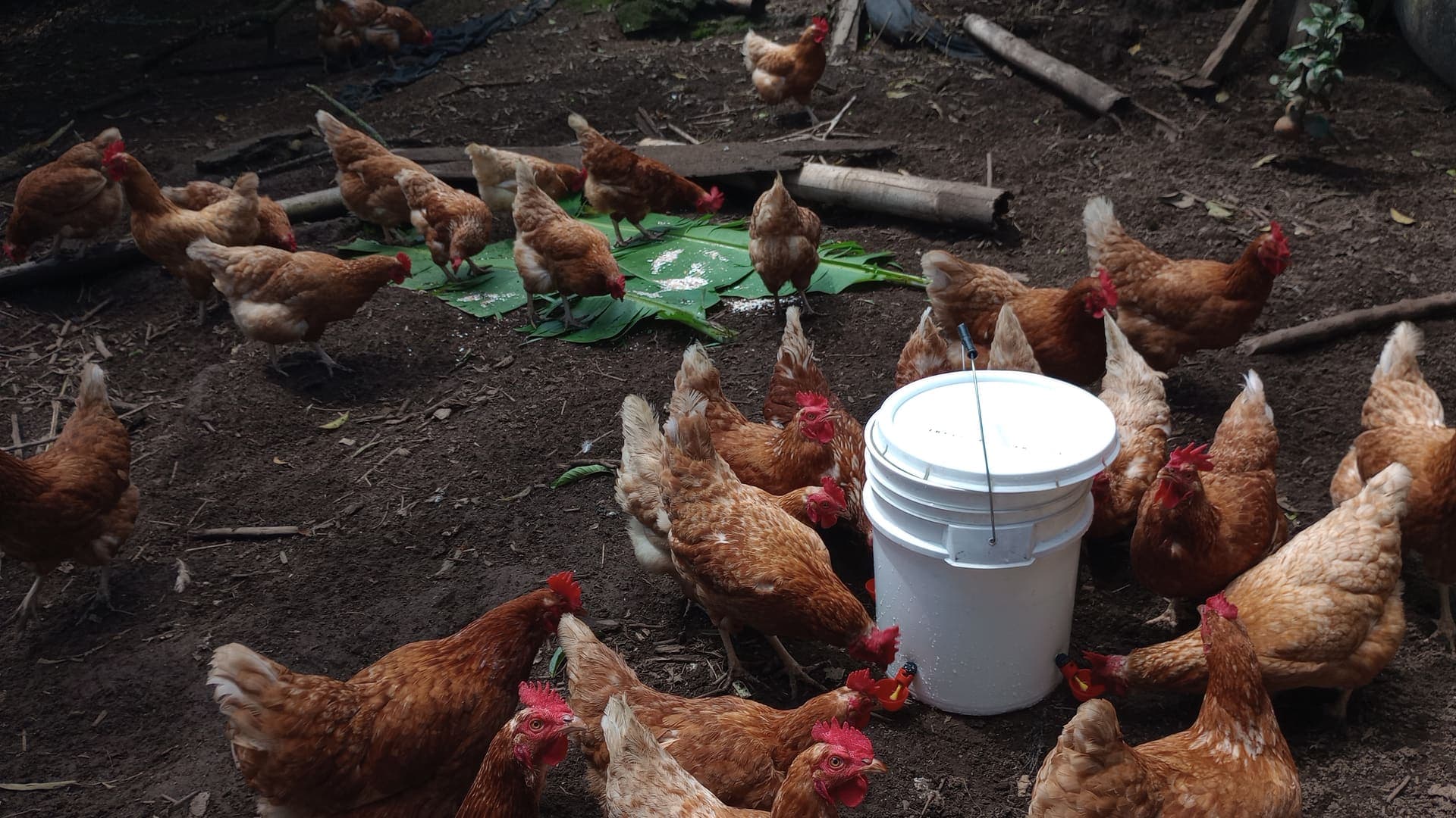 Gallinas