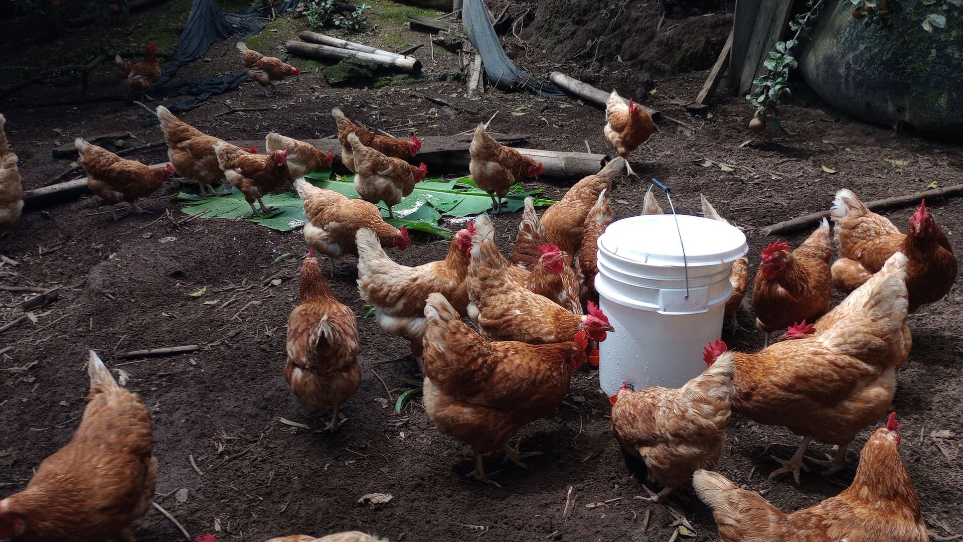 Gallinas