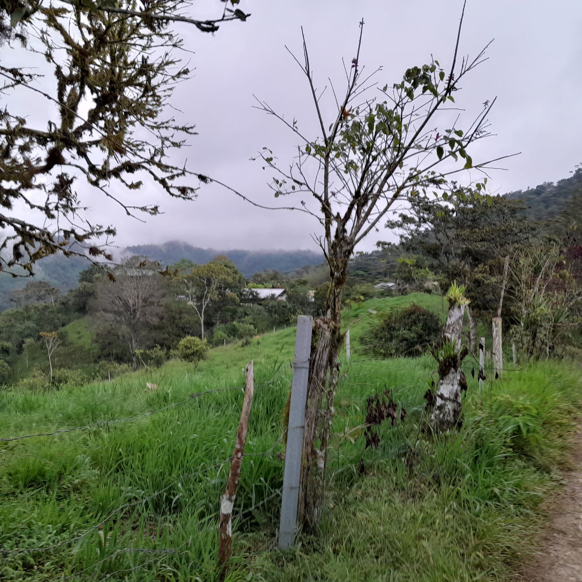 Paisaje y Bosque Nublado