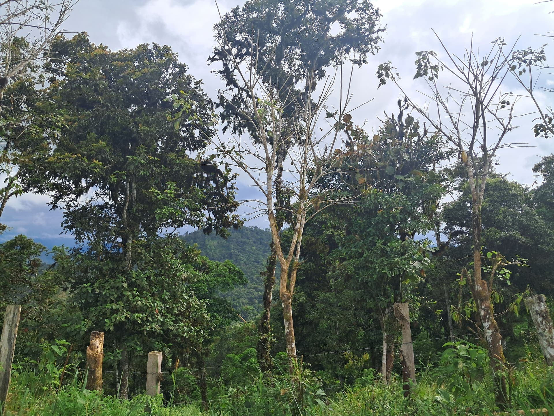 Paisaje y Bosque Nublado
