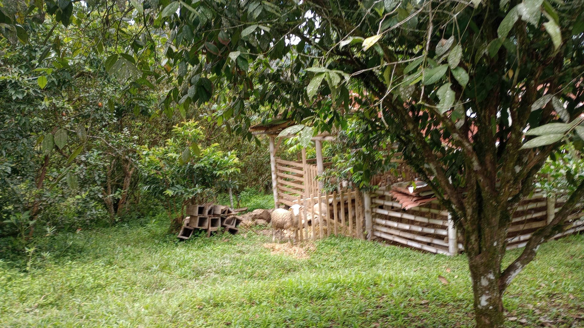 Ovejas